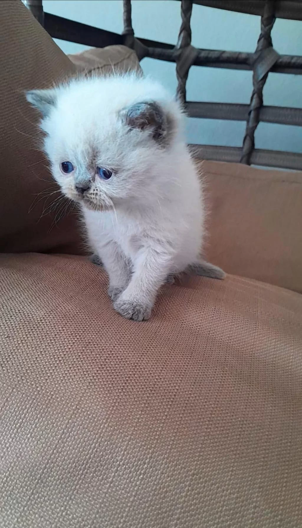 Dişi Exotic Bebeğimiz