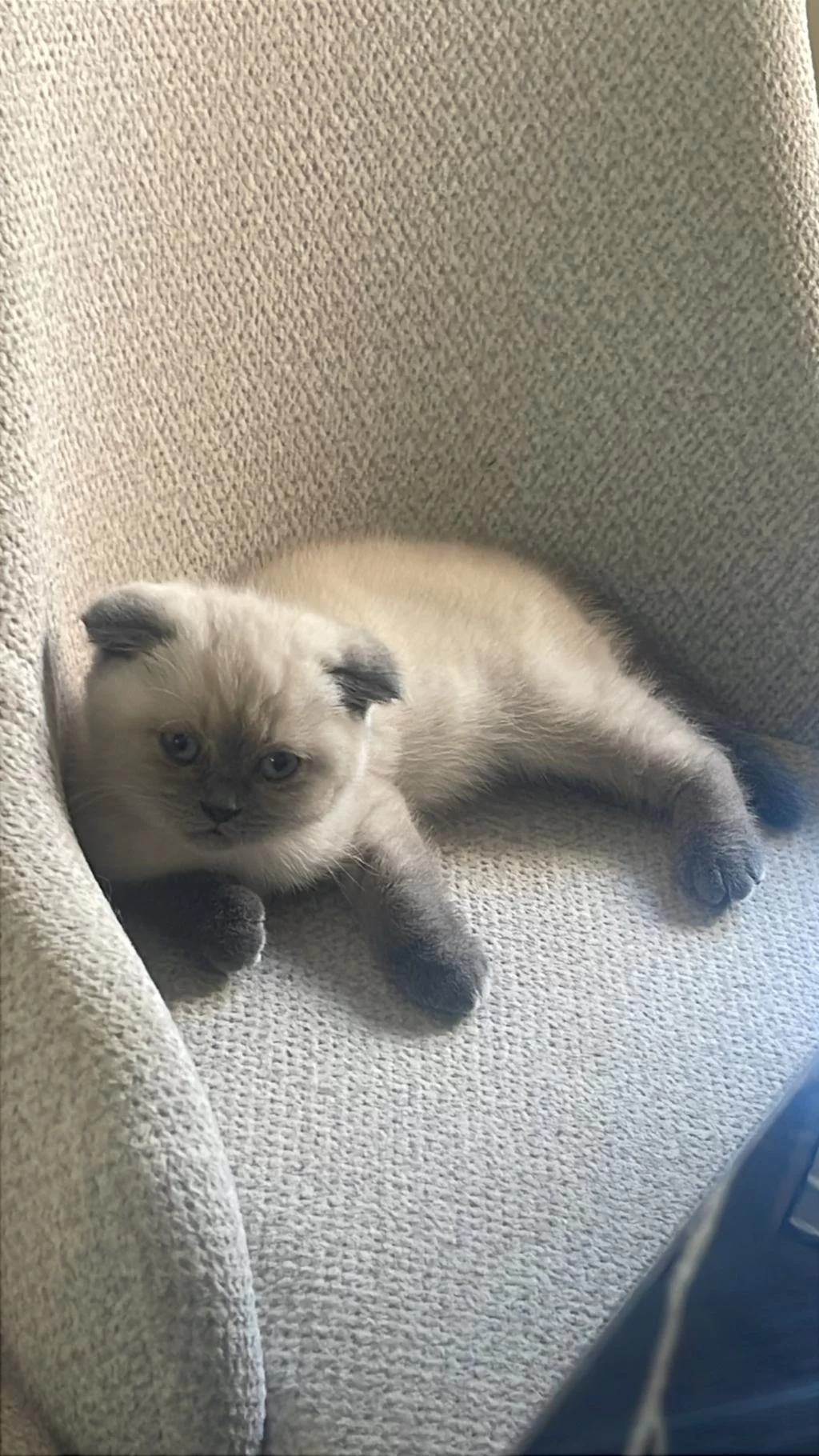 Scottish Fold Blue Point Yavrumuz