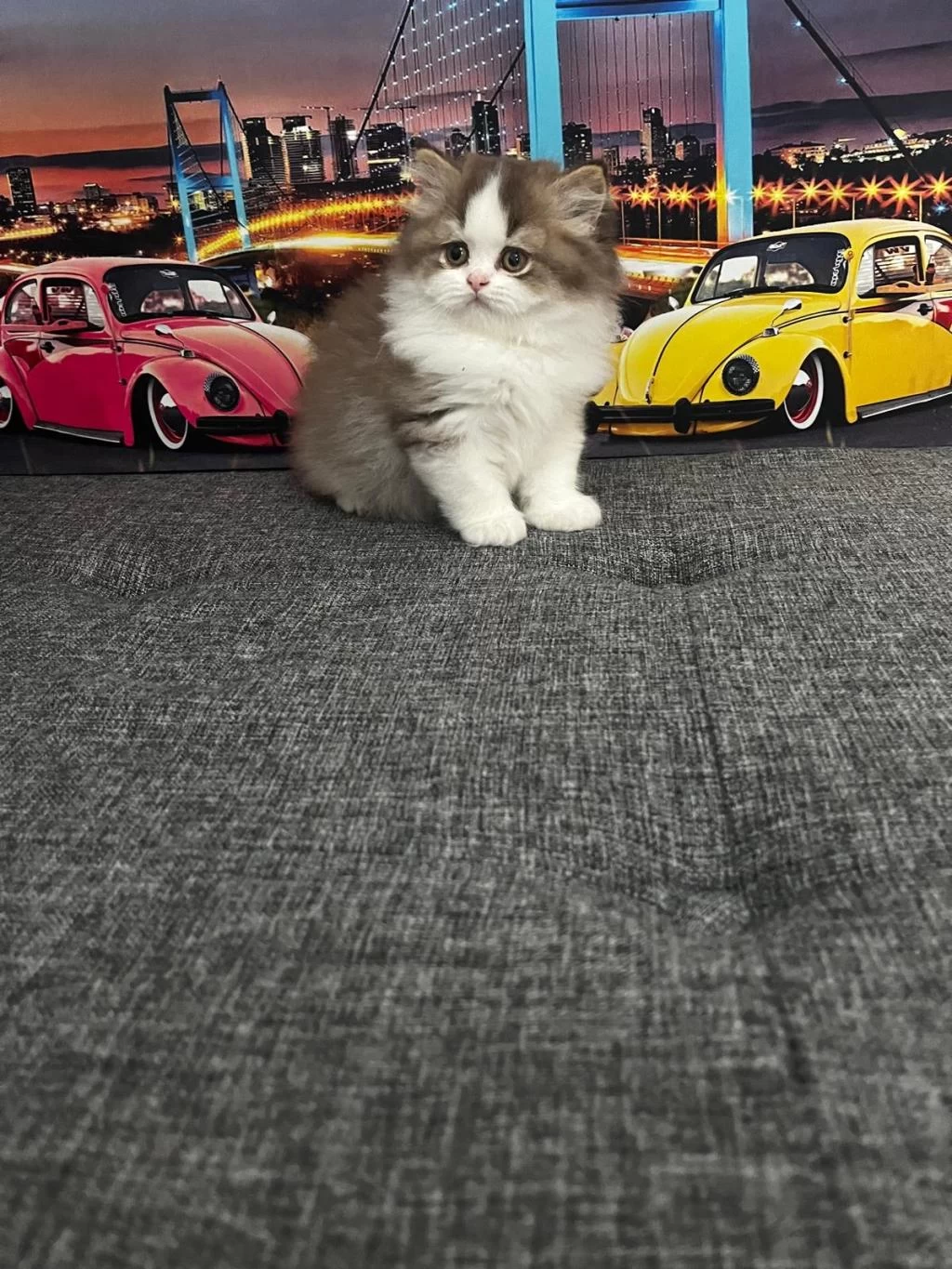 Cinnemon Bi Color British Longhair Yavrumuz