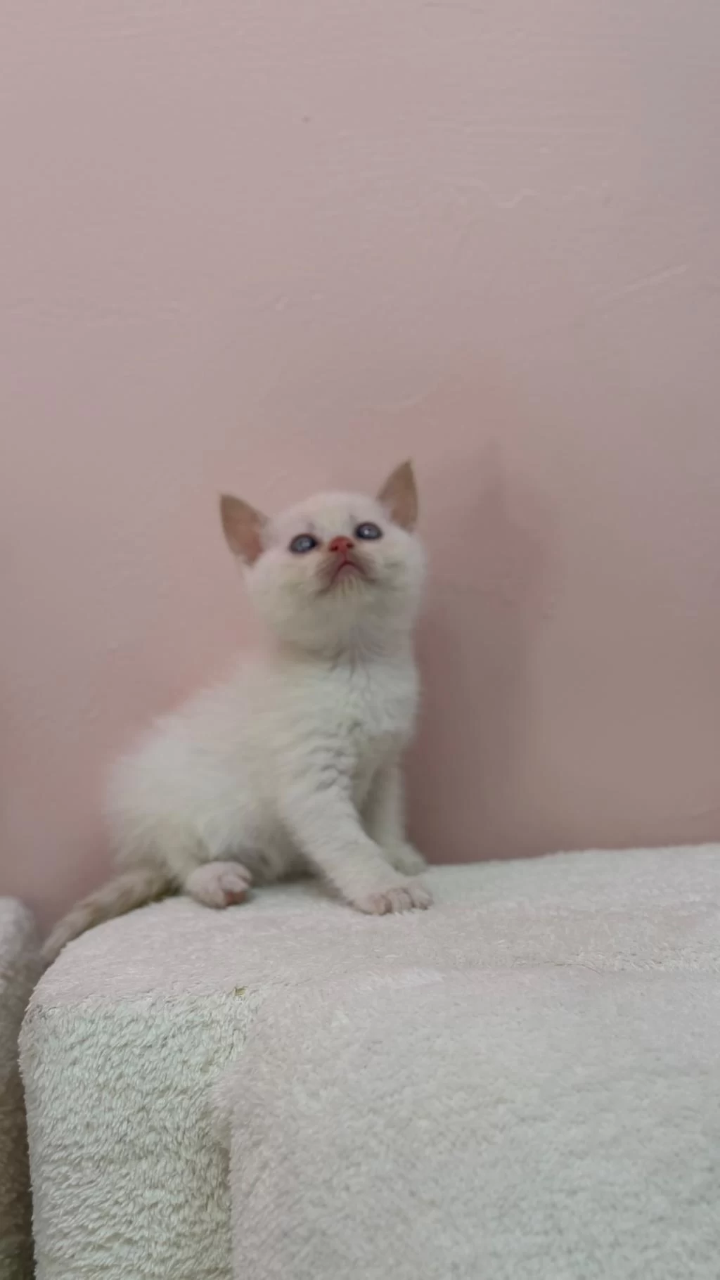 A+ Kalite British Shorthair Bebeğimiz