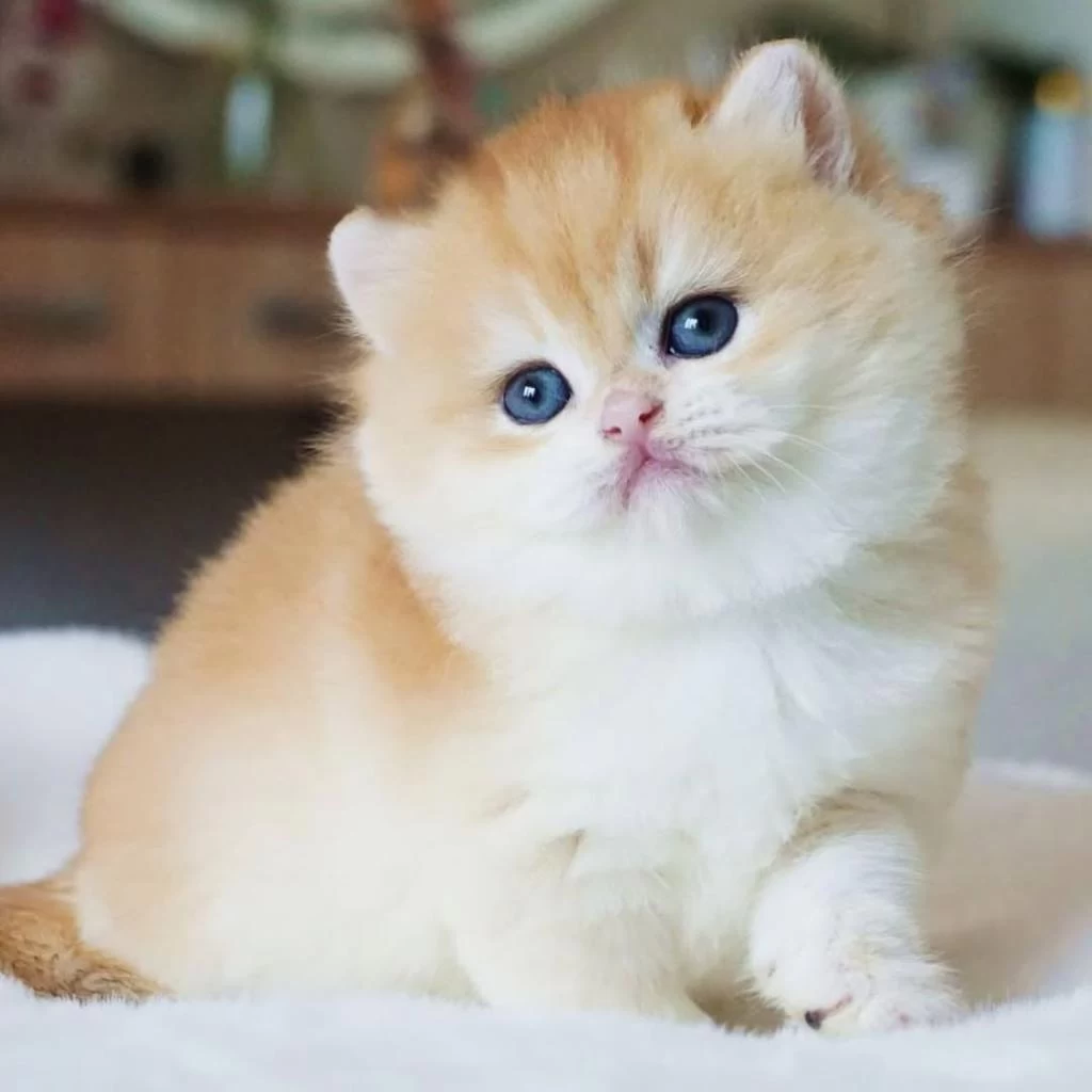 Pofuduk Sürat Golden British Shorthair