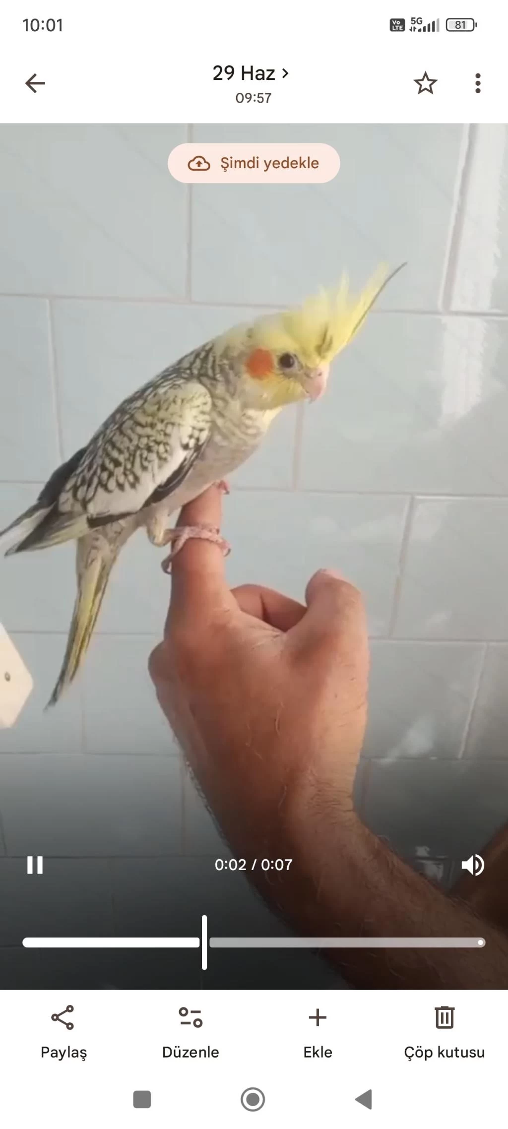 Alışık Sultan Papağanı