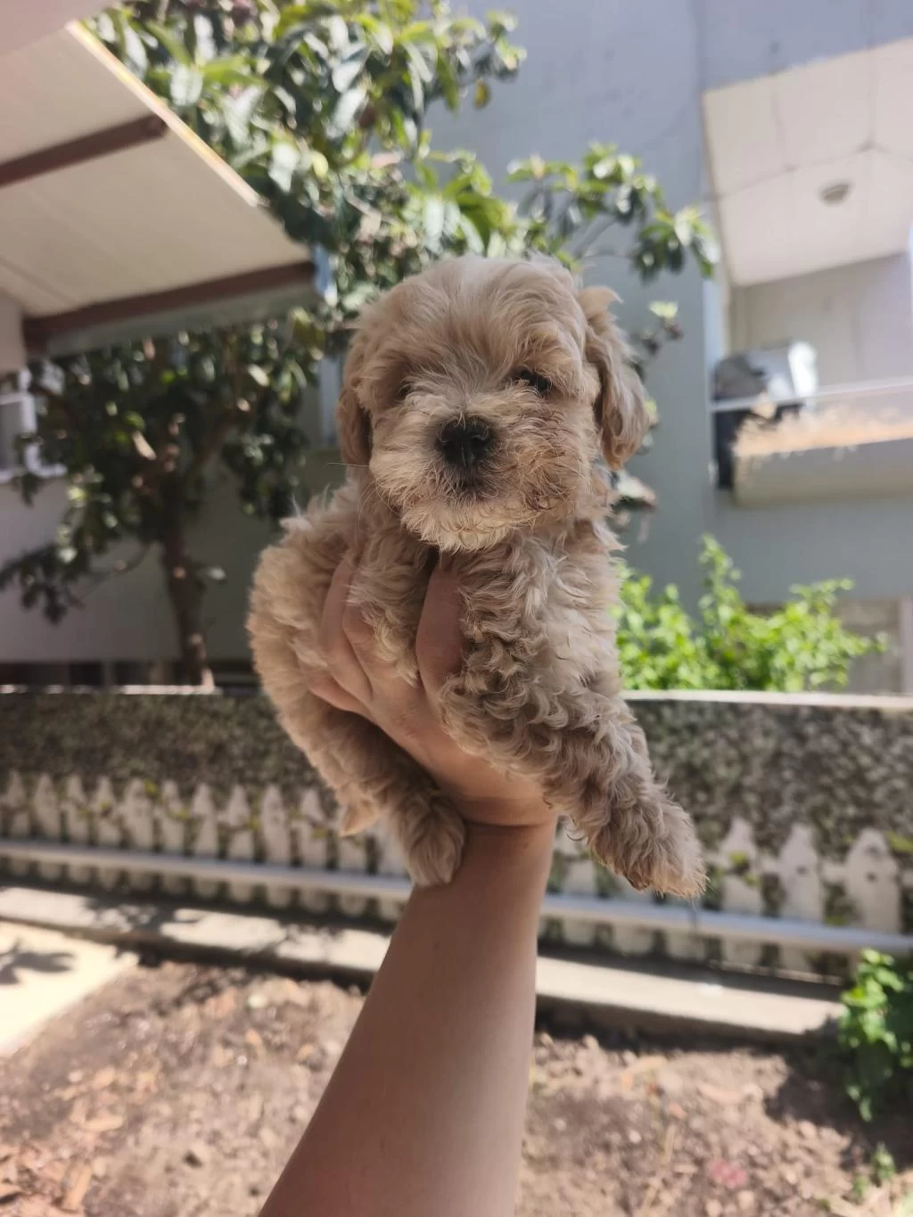 Maltipoo Yavrularımız