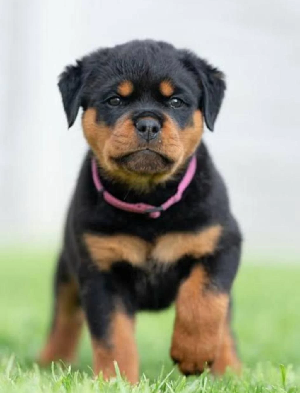 Çiftliğin Efsane Rottweiler Yavruları Kapıda Ödemeli