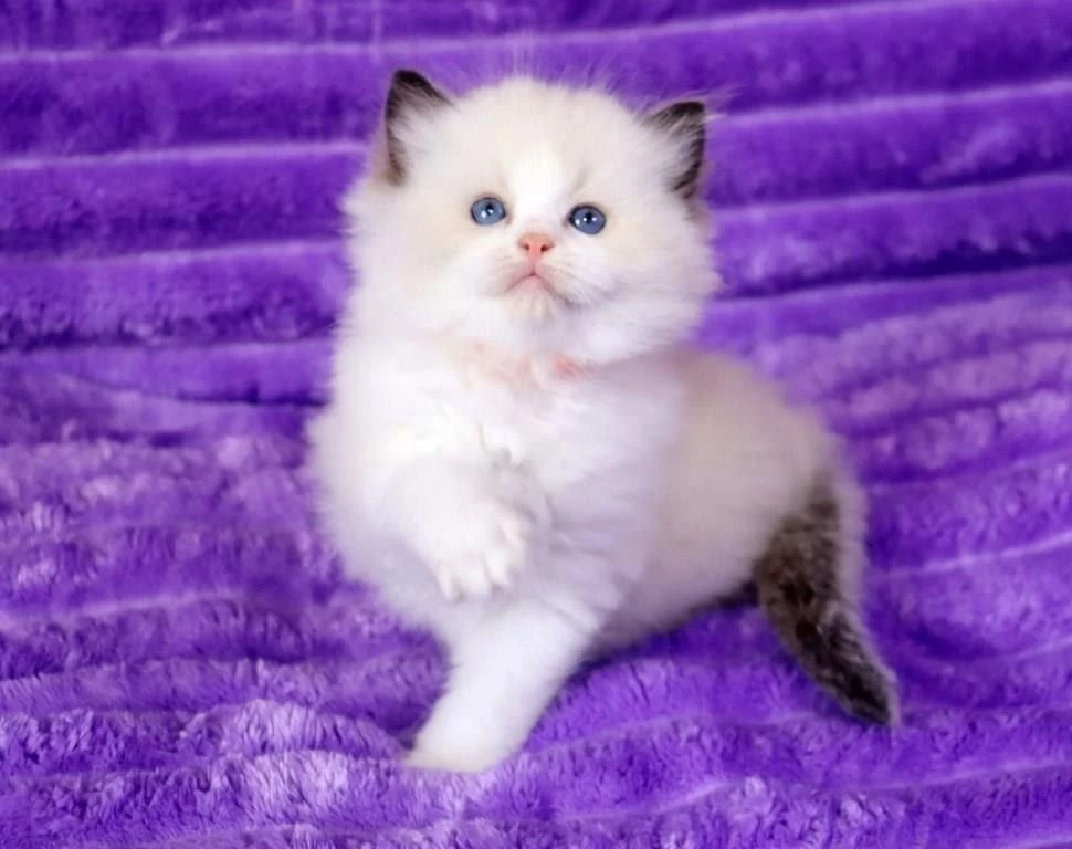 Bebek Surat Ragdoll Güzeli