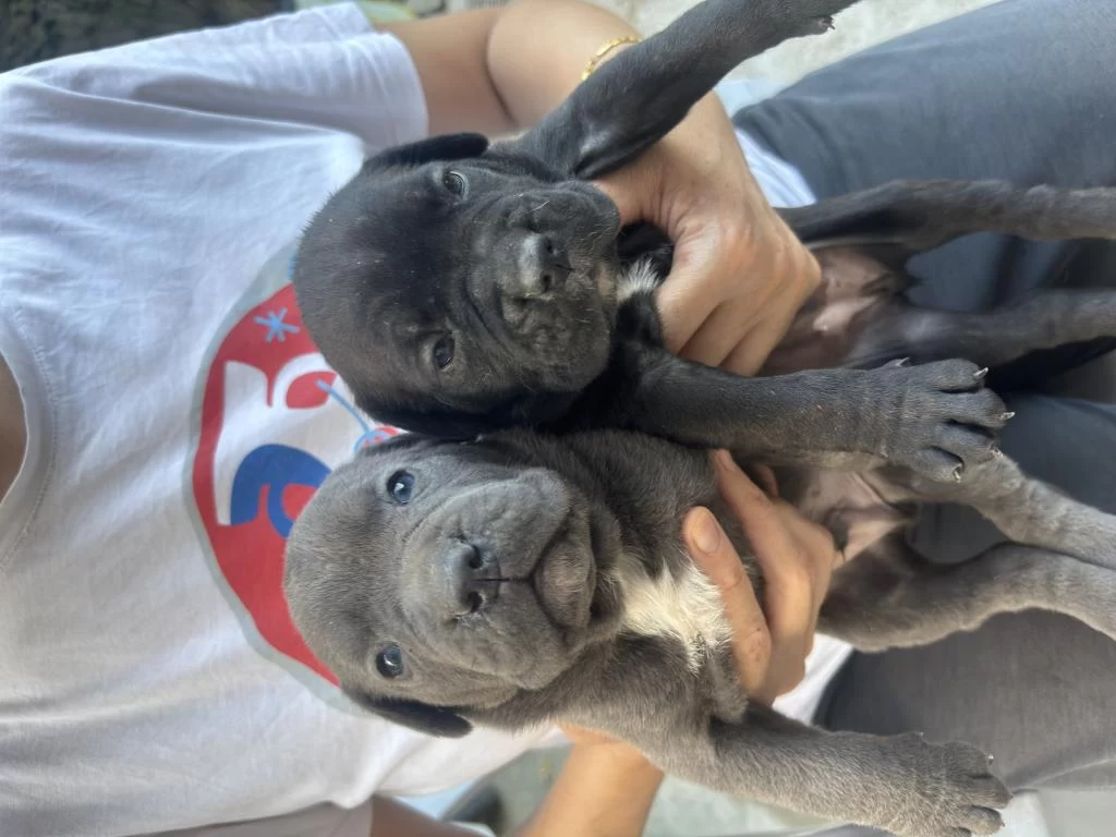 Cane Corso Yavruları