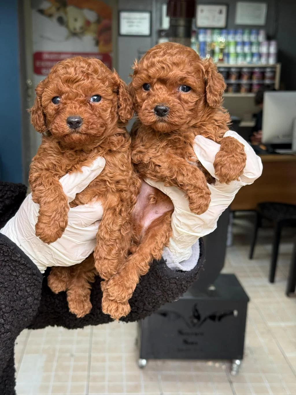 Ziyarete Açik Erkek Dişi Poodle Bebeklerim