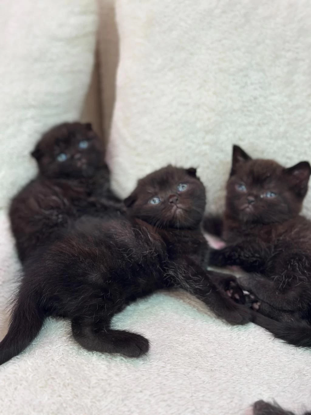Scottish Fold Orjinal Yavrularimiz
