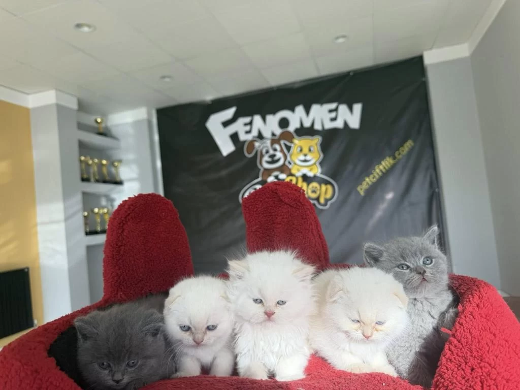 Top Kafa Scottish Fold Yavrulari Fenomen Pet Shop
