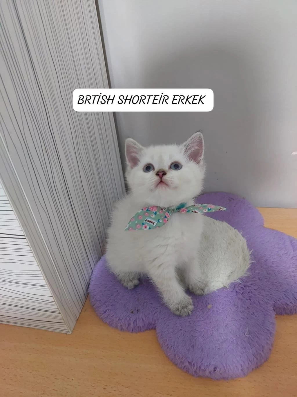 Mavi Gözlü British Shorthair Paşam Hazir