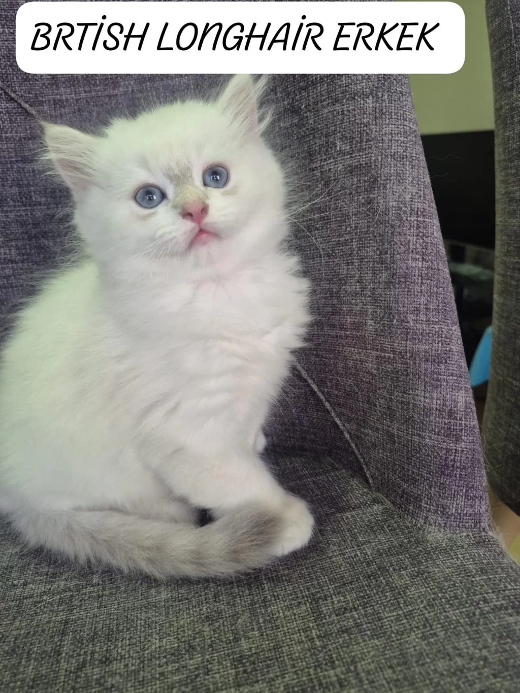 British Longhair Paşamız Hazır
