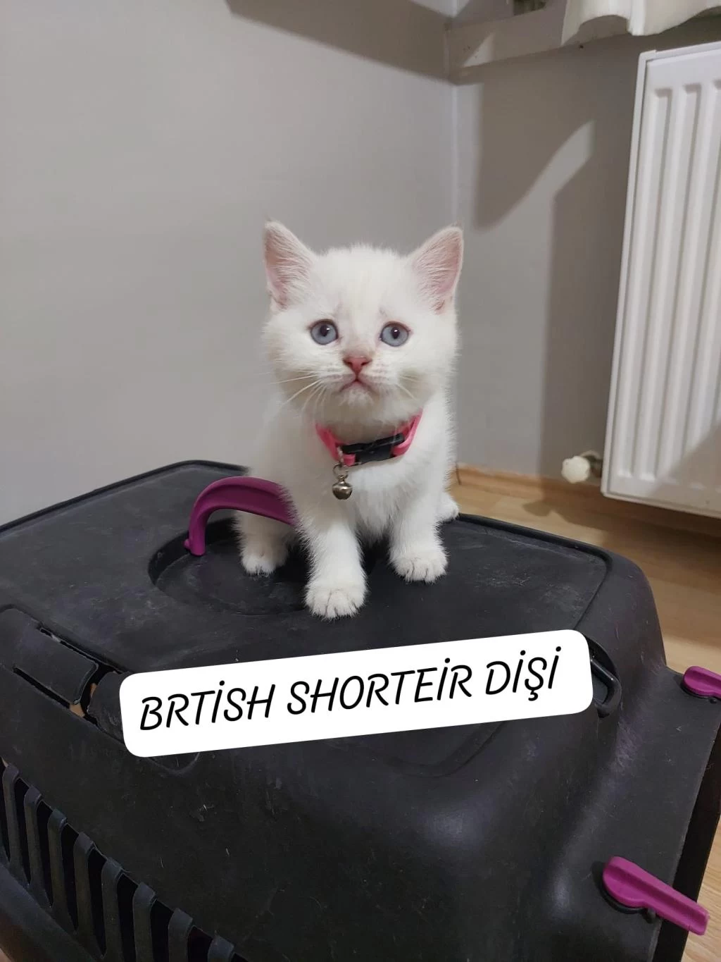 British Shorthair Prensesim Hazır