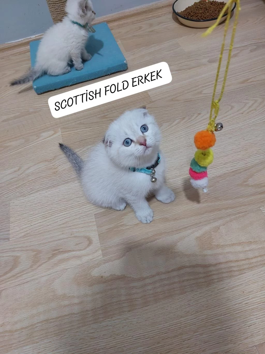 Scottish Fold Paşam Hazir