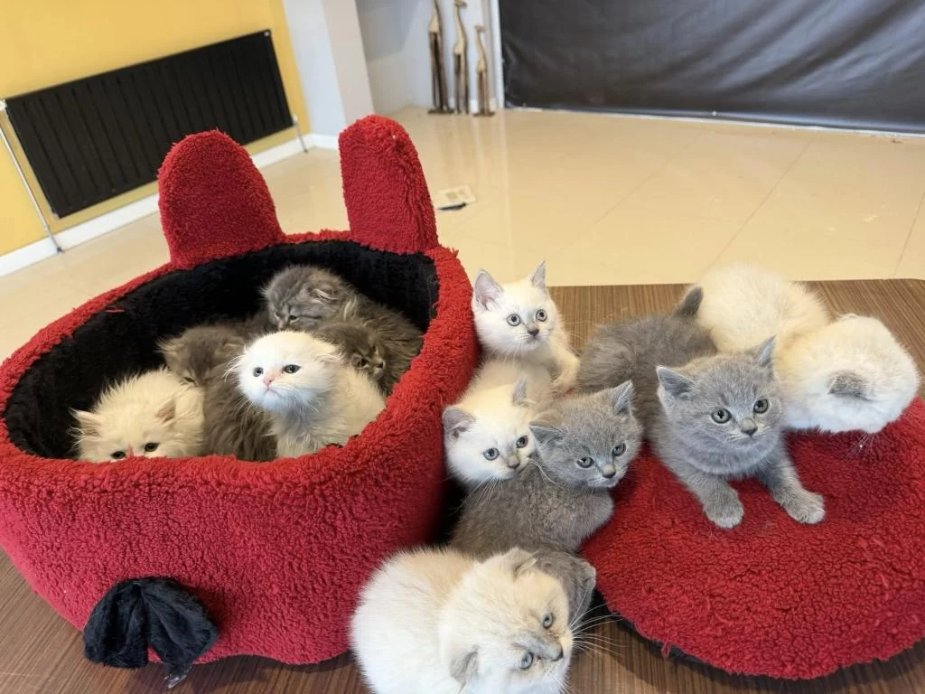 Scottish Fold Ve British Shorthair Yavrulari Ankara