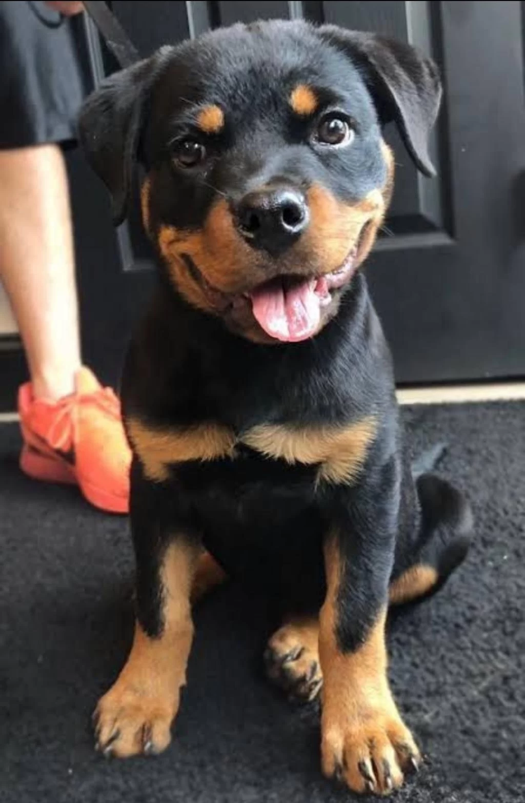 Rottweiler Türkiyenin Tek Kapıda Ödemeli Çiftliği