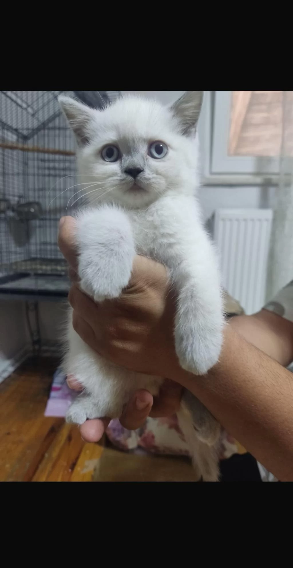 2 Aylık Mavi Gözlü Erkek British Shorthair