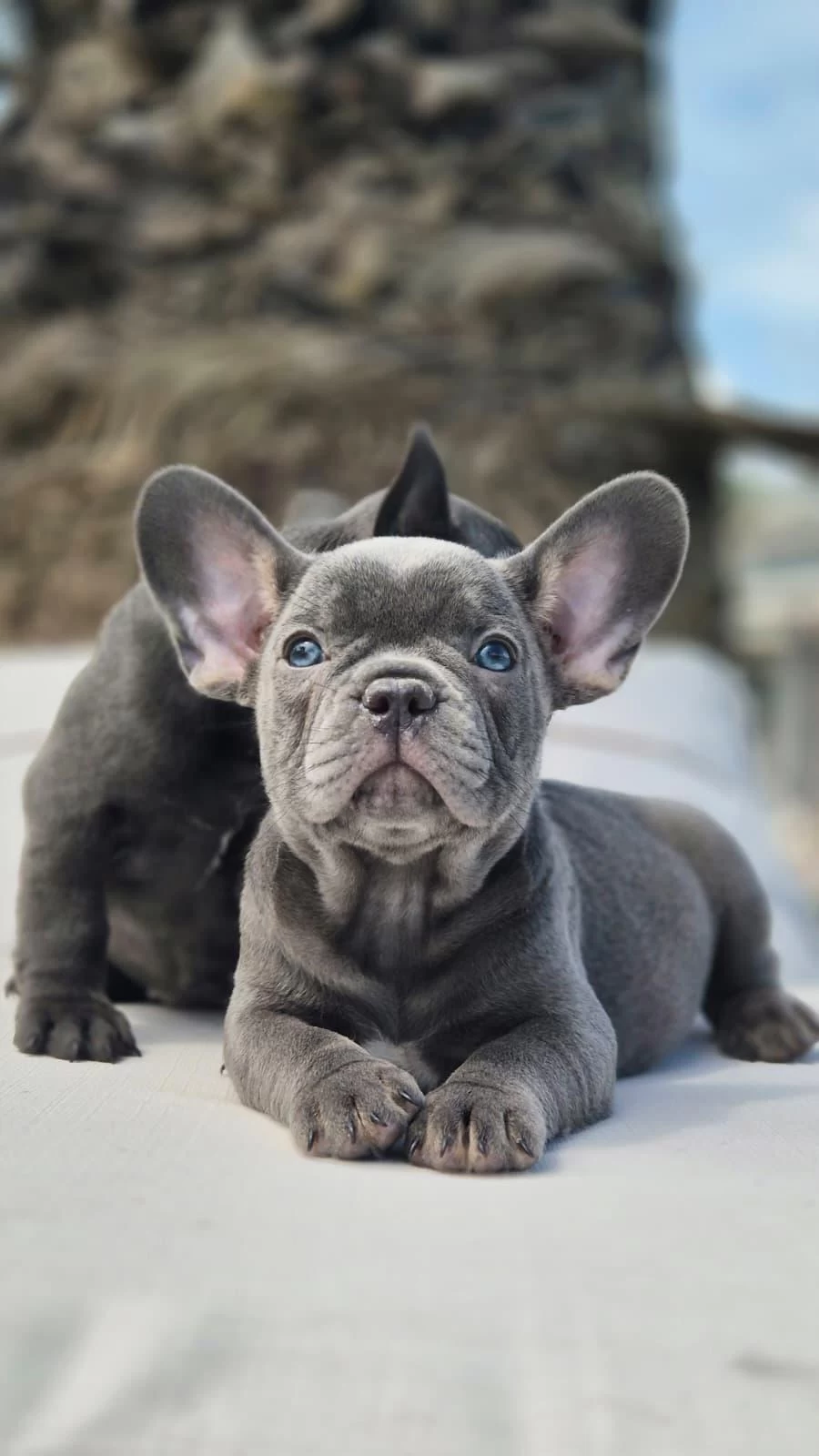 Blue French Bulldog Yavruları İstanbul