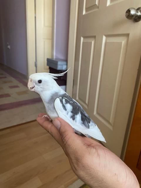 Damızlık Wf Erkek Sultan Papağanı