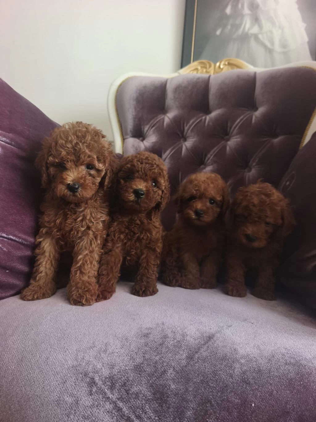 Toy Poodle Köpeği Yavrularımız