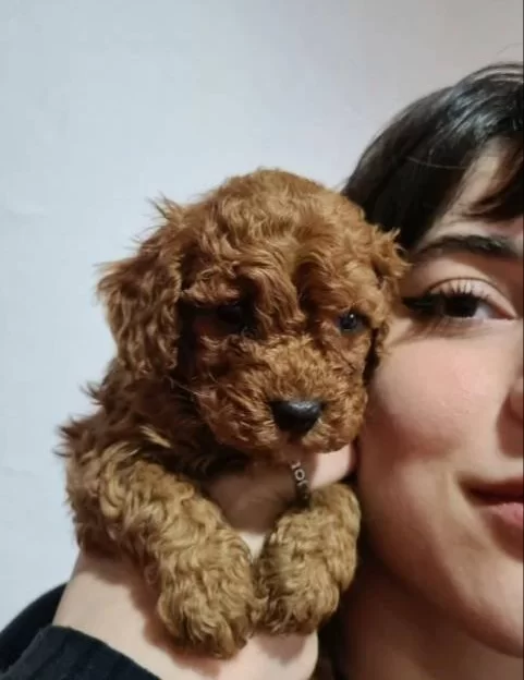 Harika Kalitede Poodle Yavrularimiz