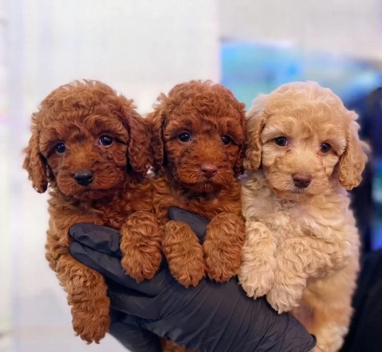 Safkan Toy Poodle Yavrulari