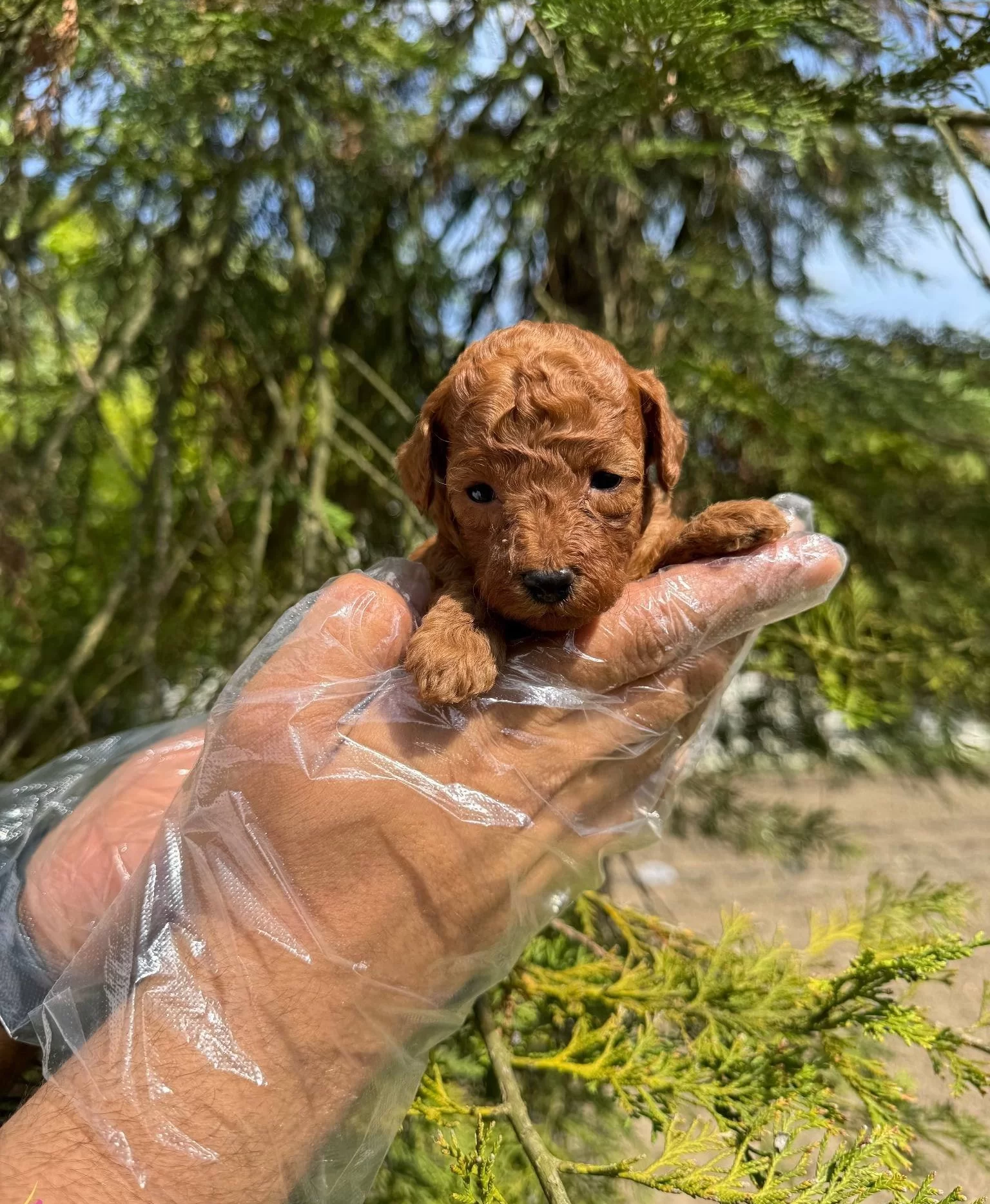 Tea Cup Red Browne Poodle Bebekleri̇mi̇z