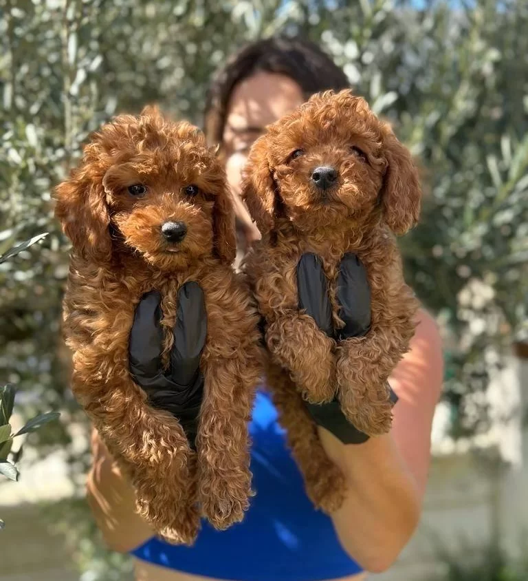 Mükemmel Toy Pooodle Yavrularımız