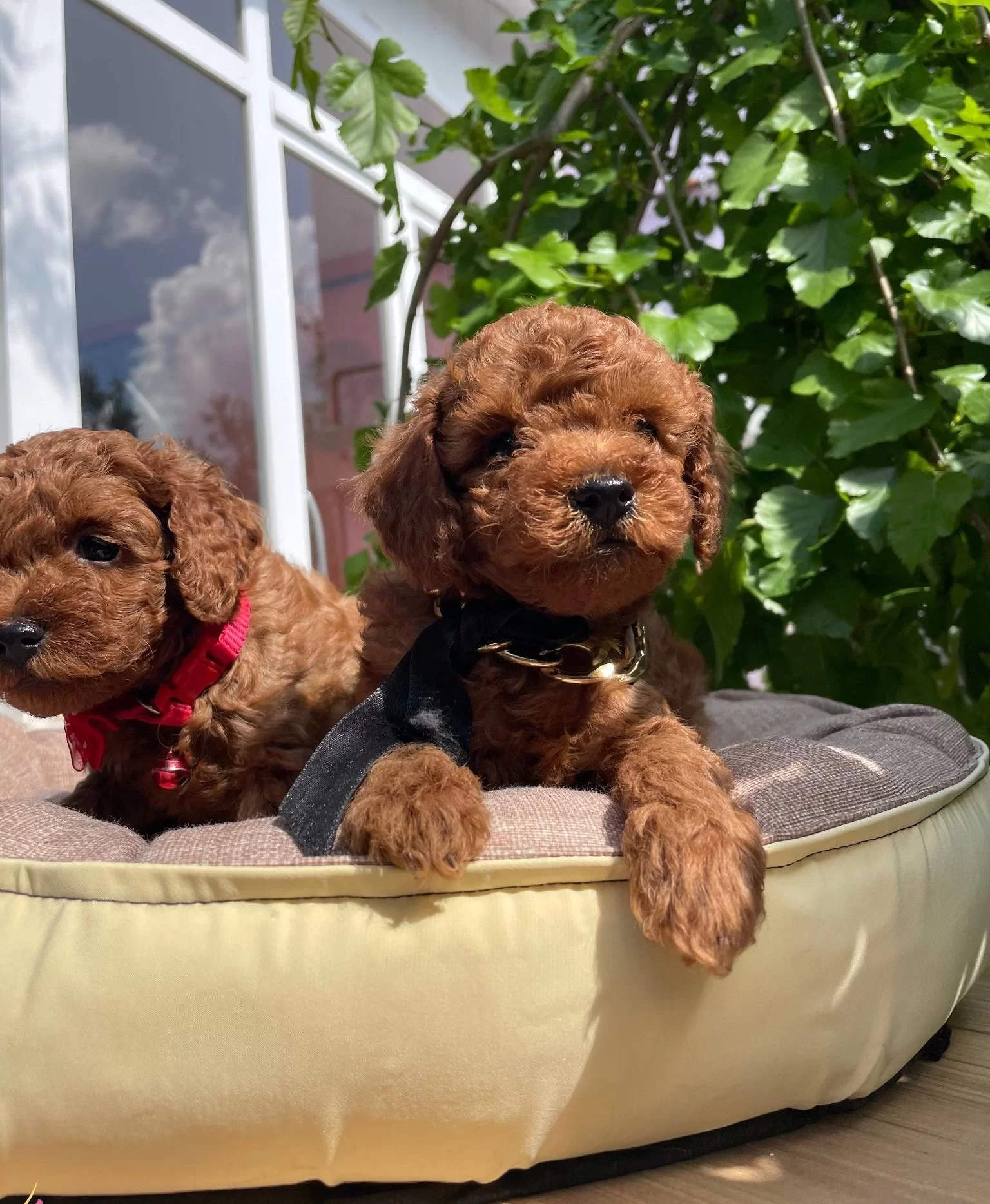 Orjinal Kore Poodle Bebekler Ped Eğitimli
