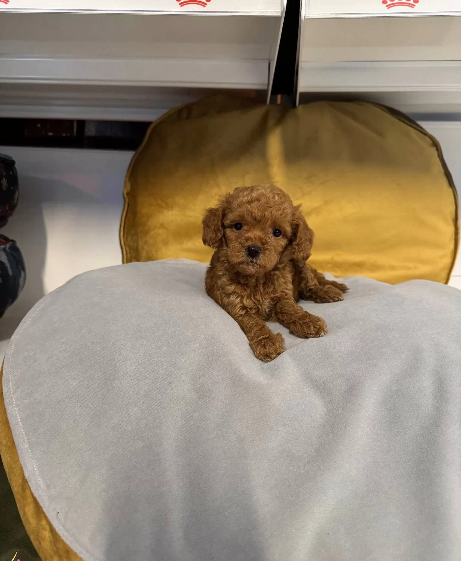 Kore Tea Cup Toy Poodle Yavrularimiz