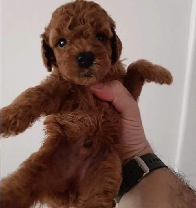 Poodle Yavrularımız
