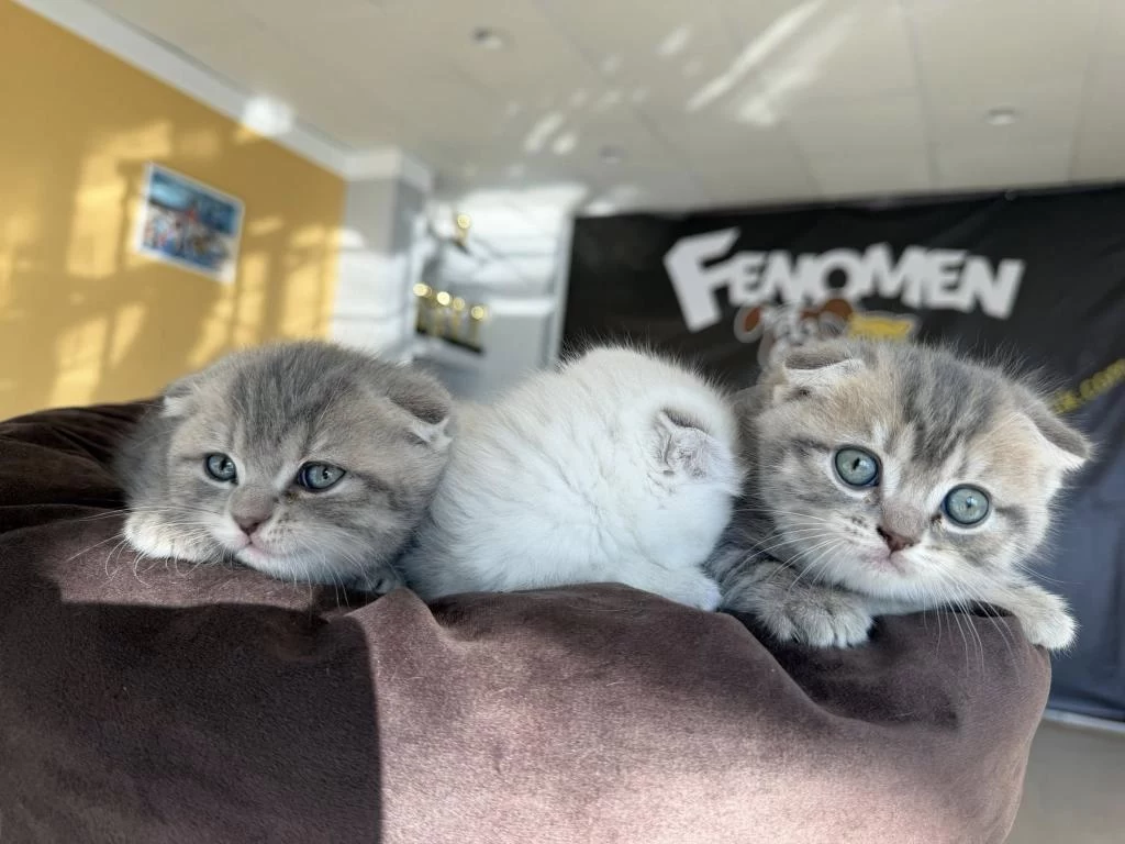 Top Kafa Scottish Fold Yavrulari Fenomen Pet Shop