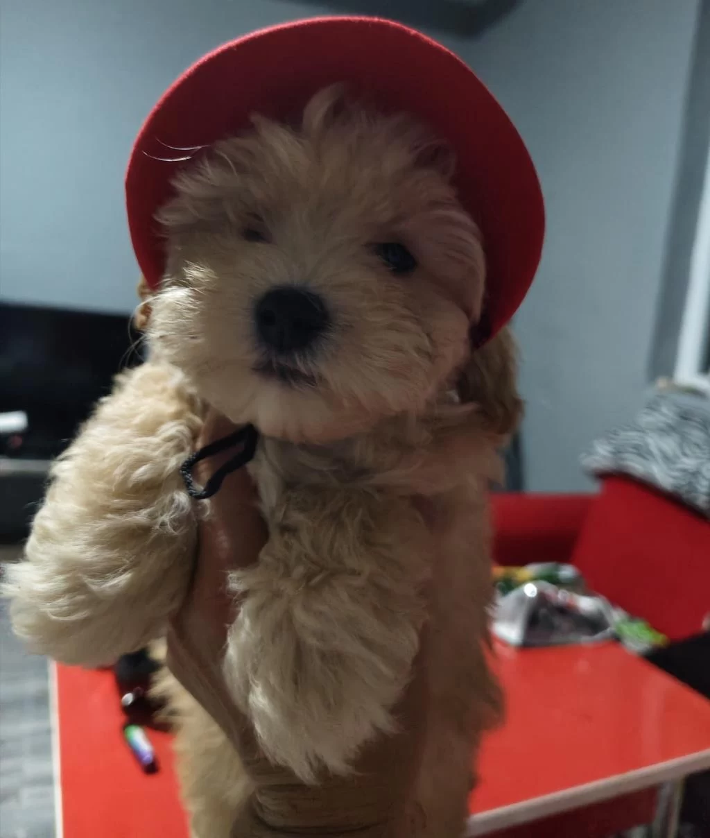 Orjinal Maltipoo Yavrular
