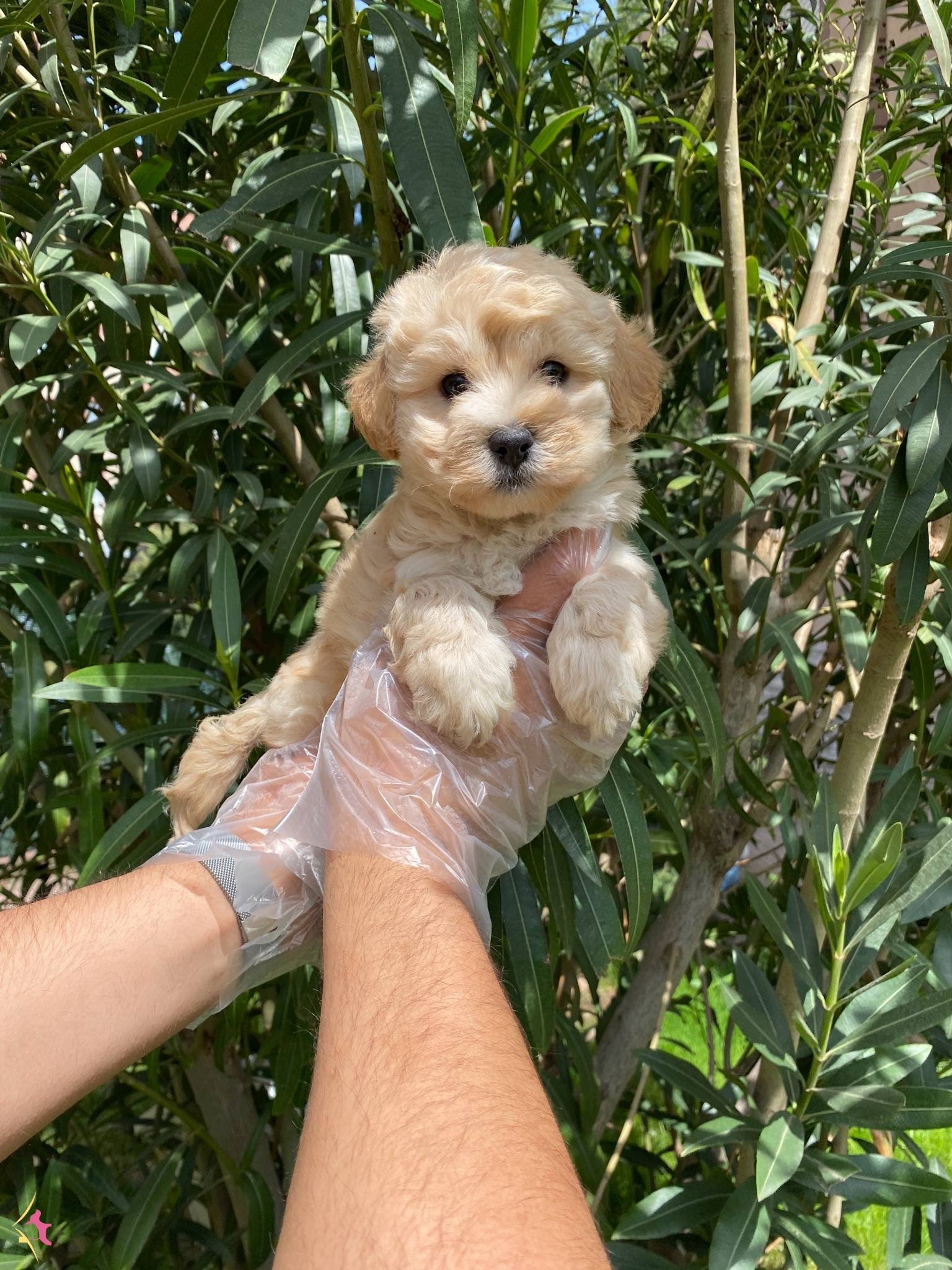 Bol Tuylu Maltipoo Yavrular