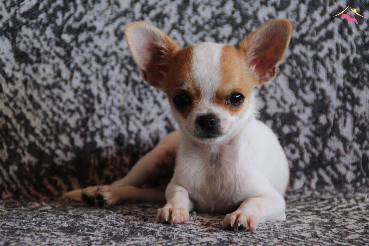 Irkının Nirvanası Chihuahua