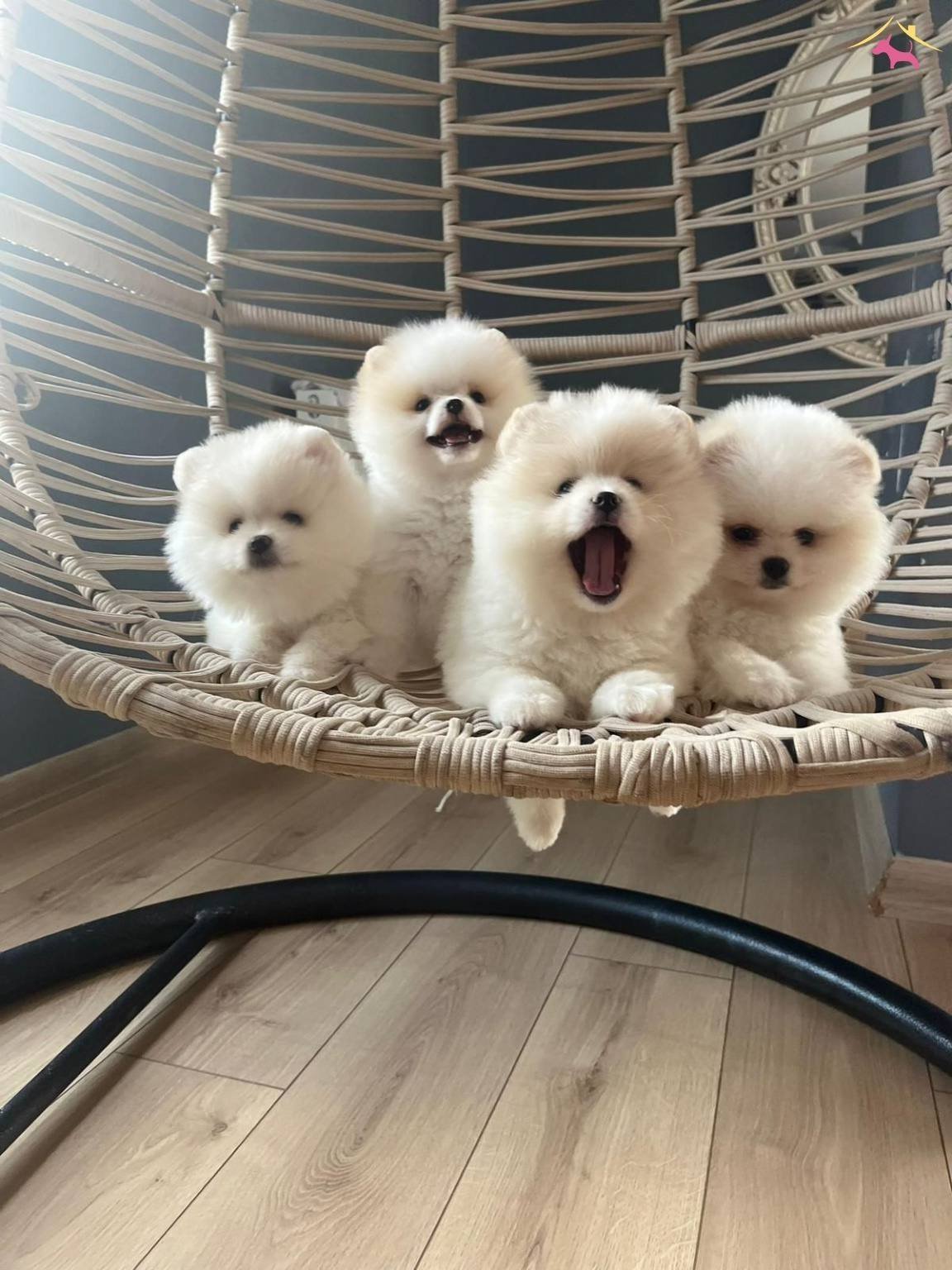 Ust Pomeranian Boo Yavrularımiz
