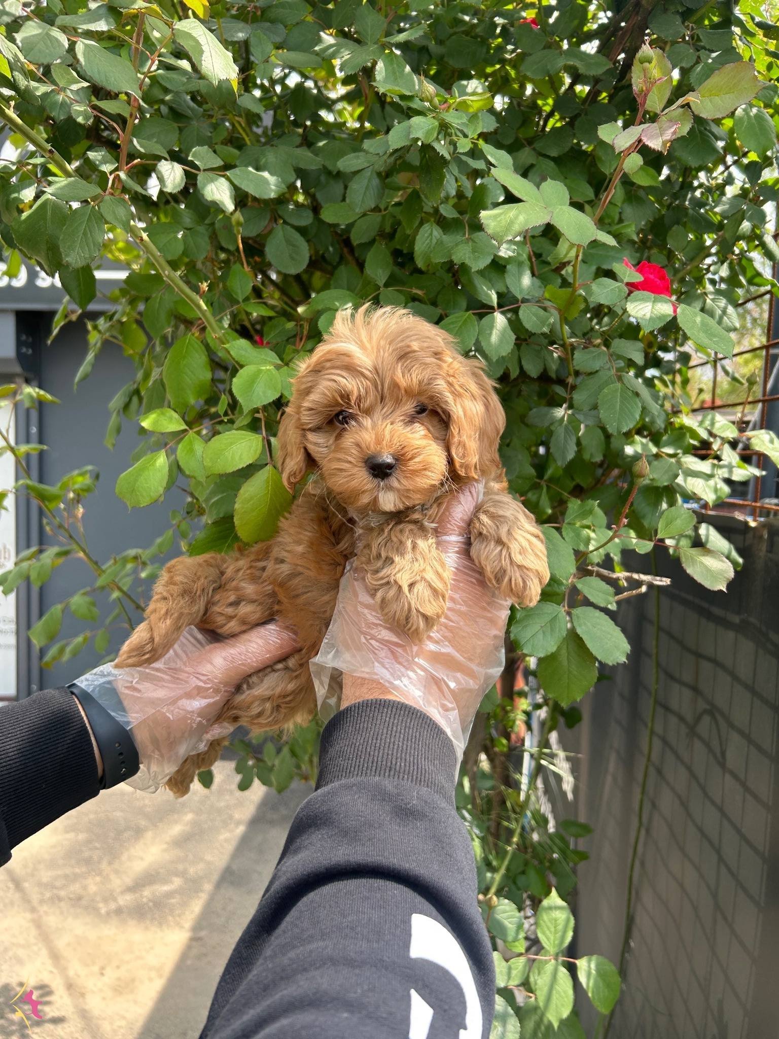 Yumasacik Tuylu Maltipoo Bebekler