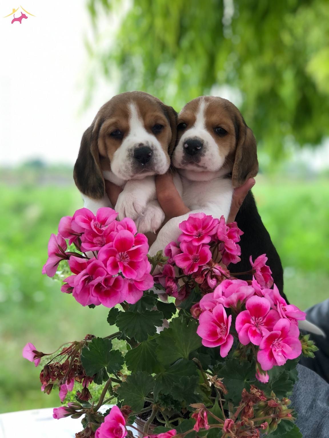 A Kalite Safkan Beagle Bebeklerimiz