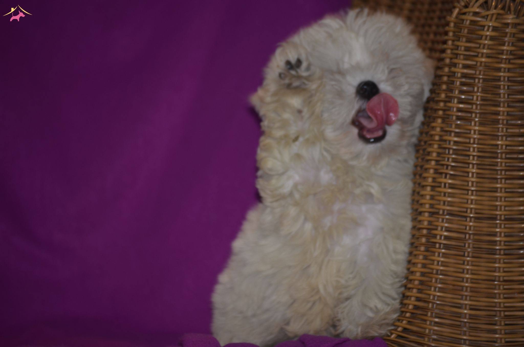 Maltese Terrier Yavrularımız