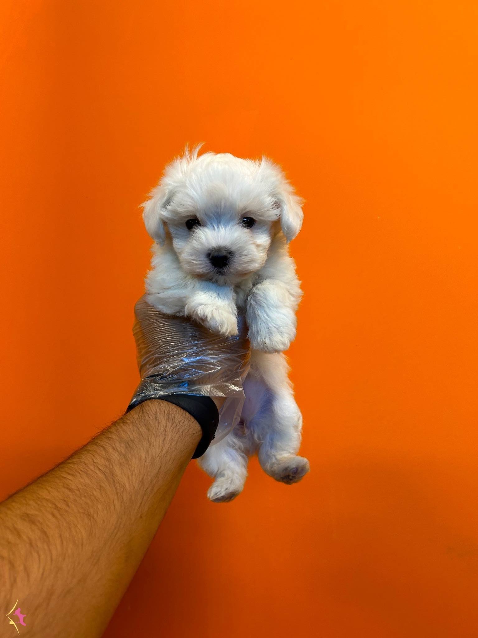 Kar Beyaz Orijinal Numara Maltese Terrier Bebekler