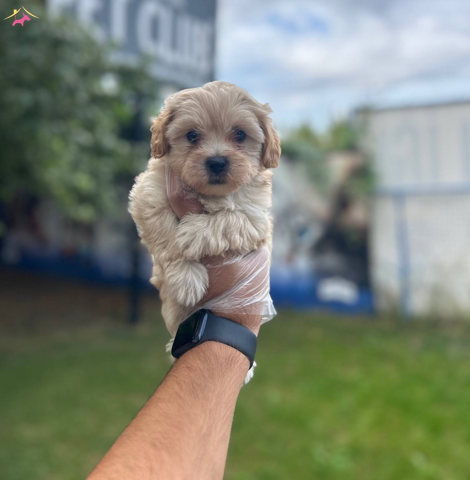 Sempatik Maltipoo Bebekler