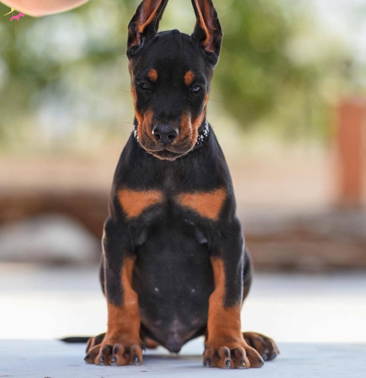 Durusunda Asalet Olan Doberman Yavrularım