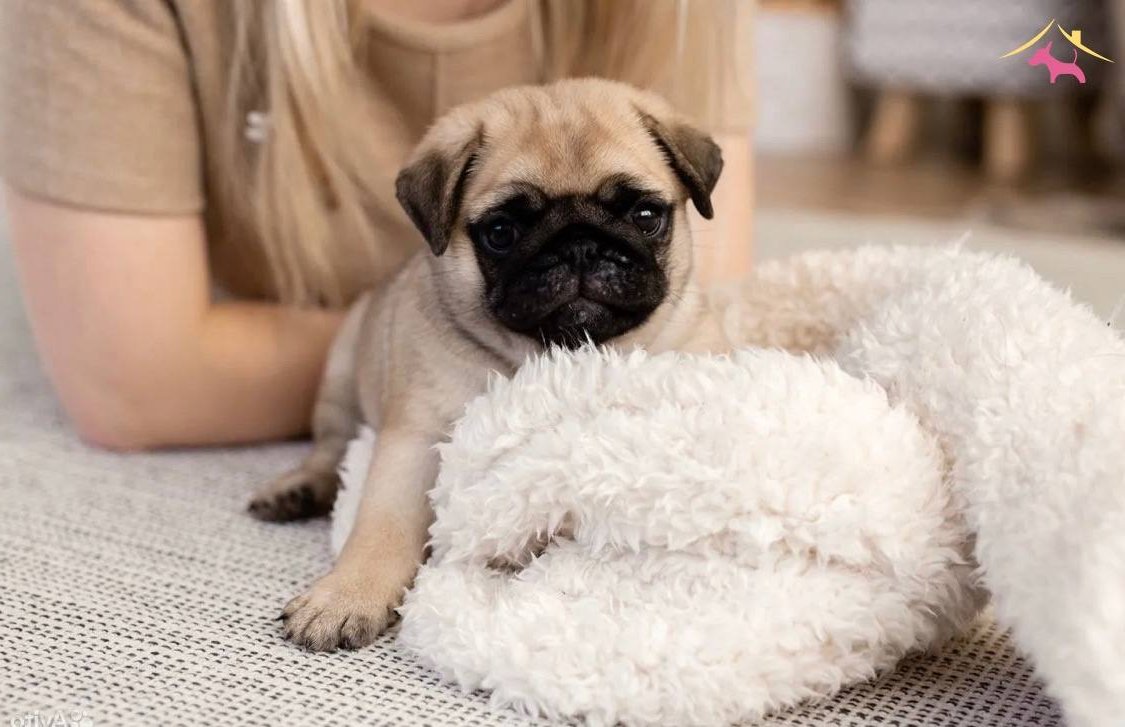 Pug Mops Yavrularımız Sizlerle