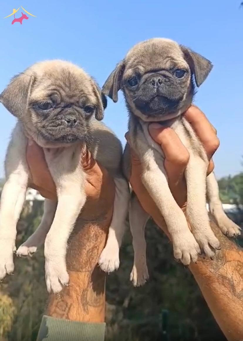 Sevimli Pug Bebeklerim
