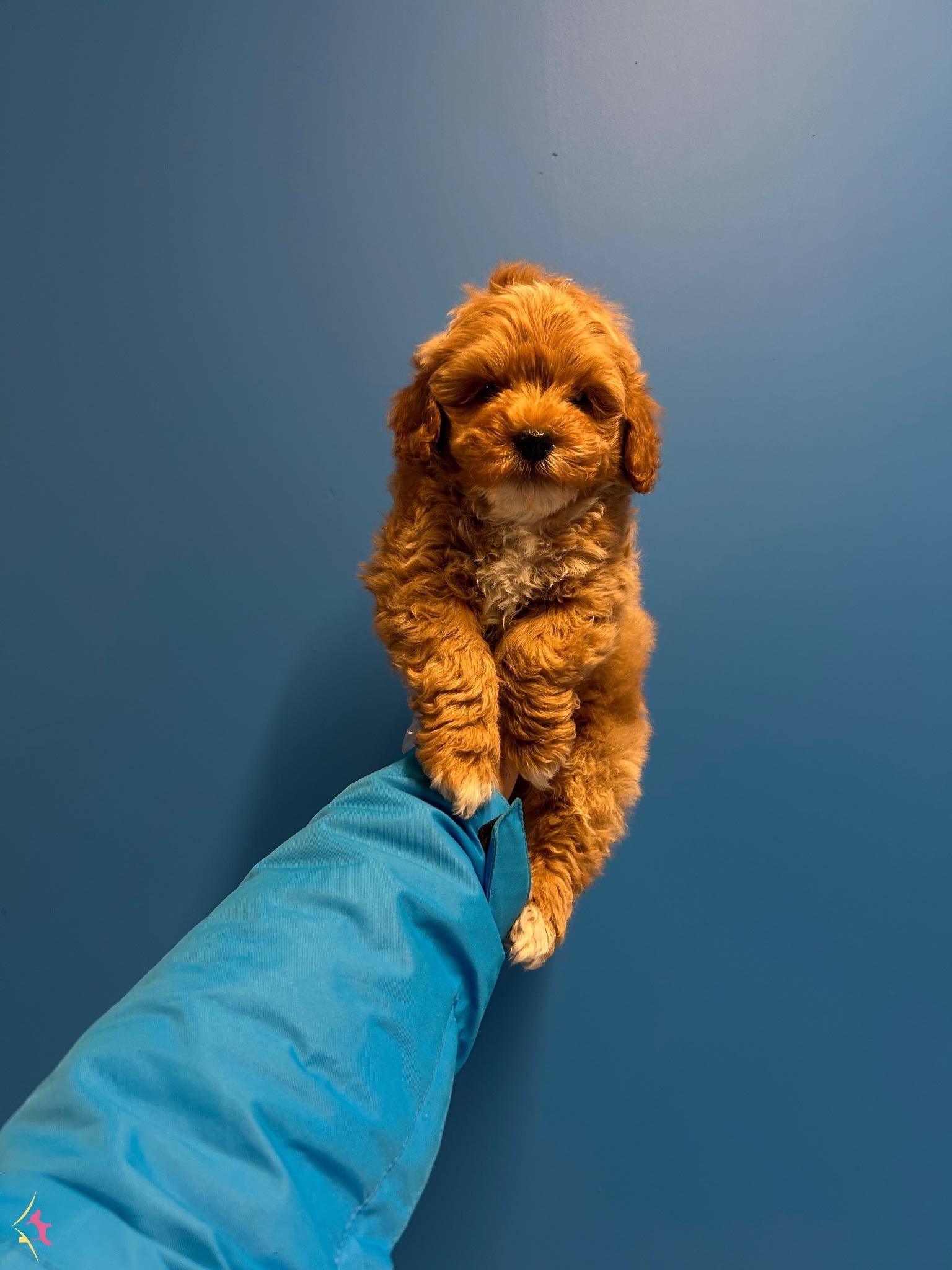 Orijinal Irk Ve Saglik Garantili Maltipoo