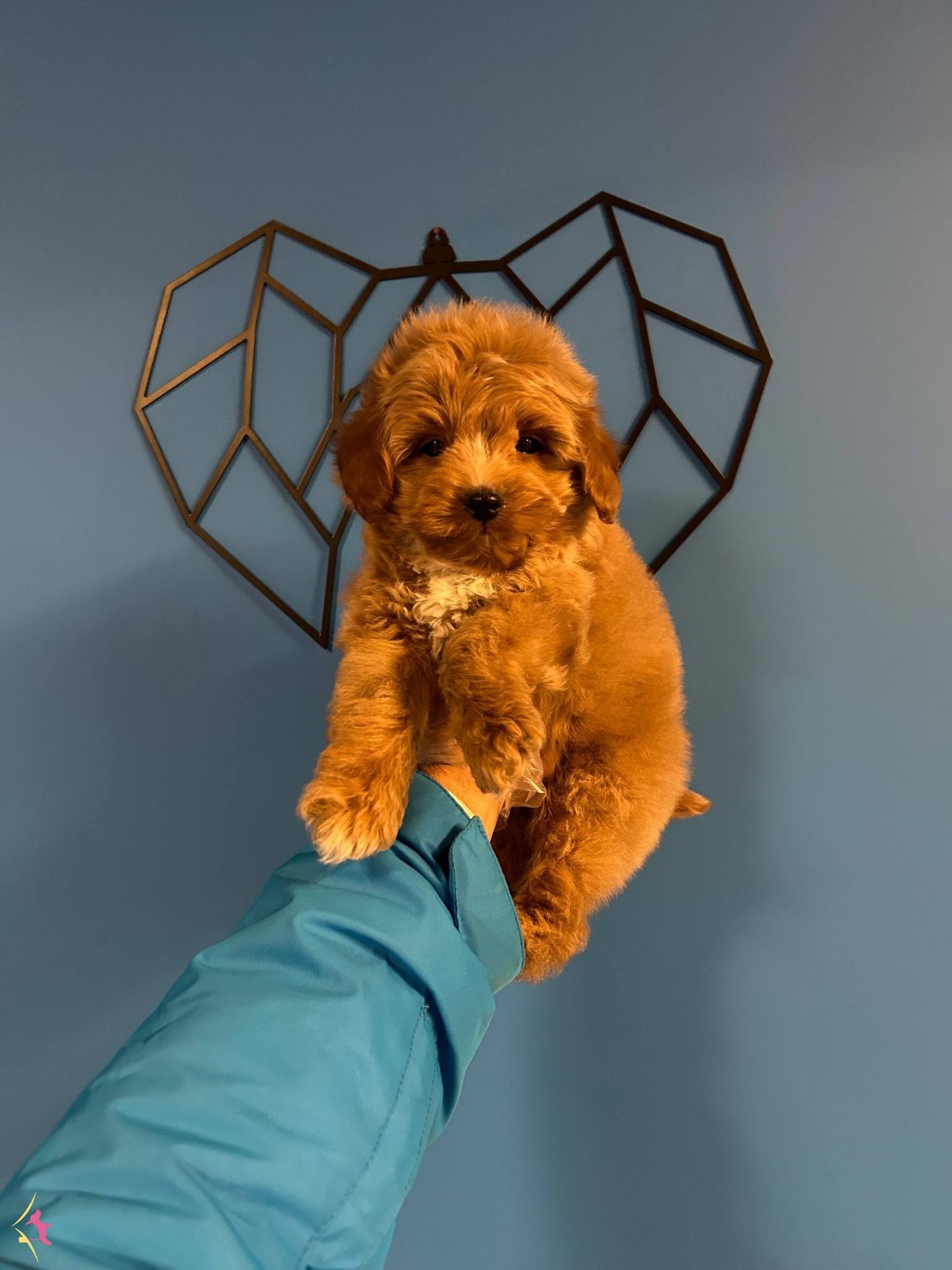 Red Irk Ve Saglik Garantili Maltipoo Bebekler