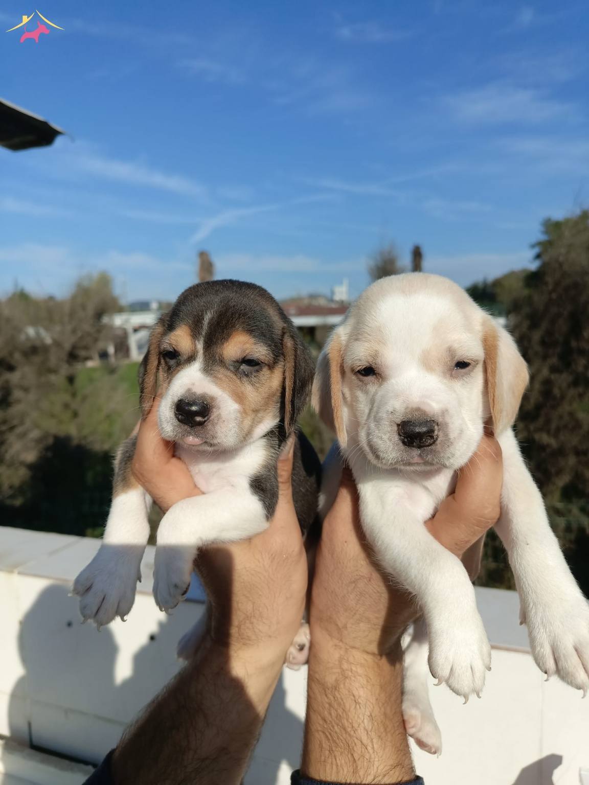 Dunyalar Tatlısı Beagle Yavrularım