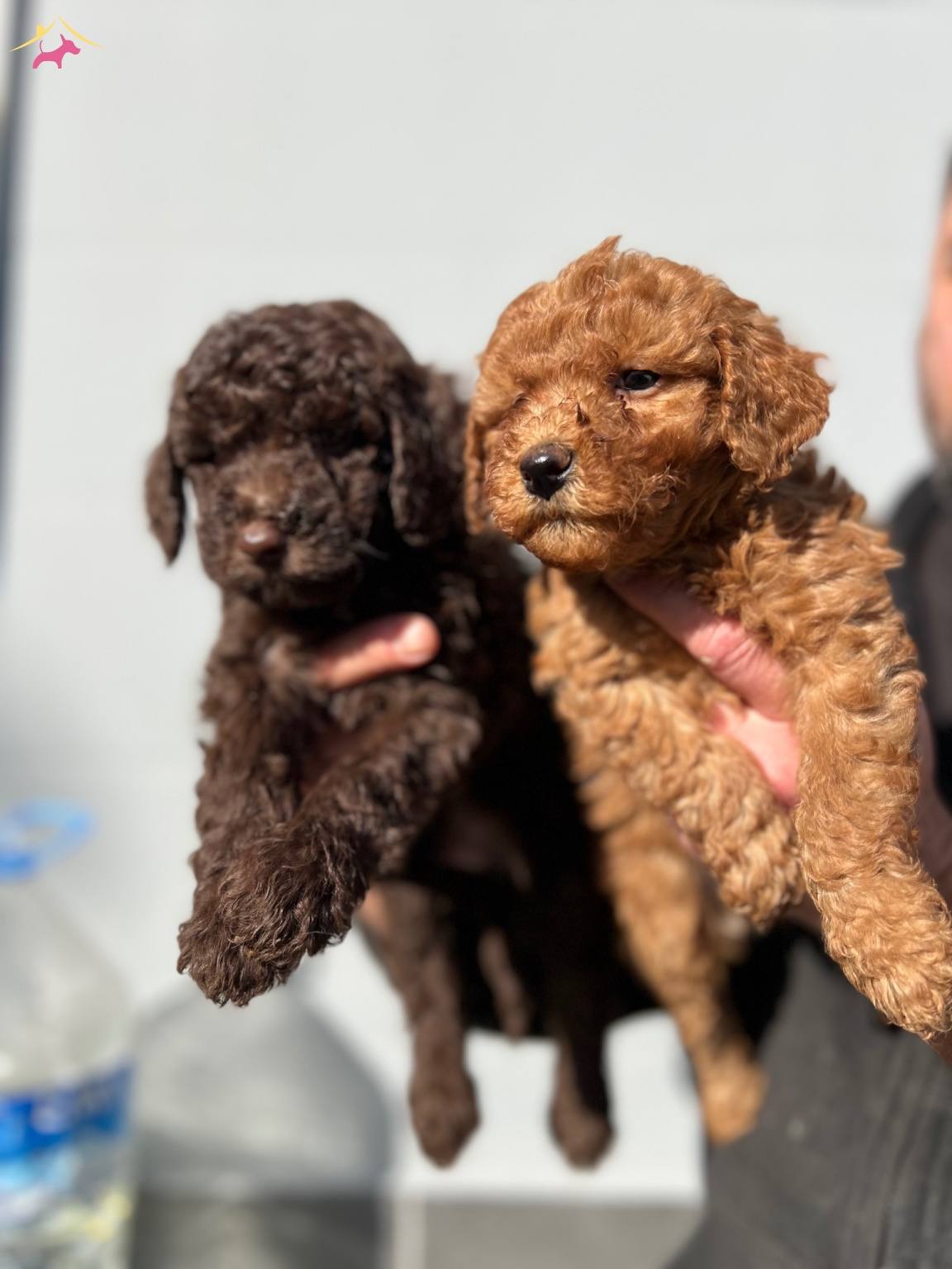 Micro Toypoodle Yavrular