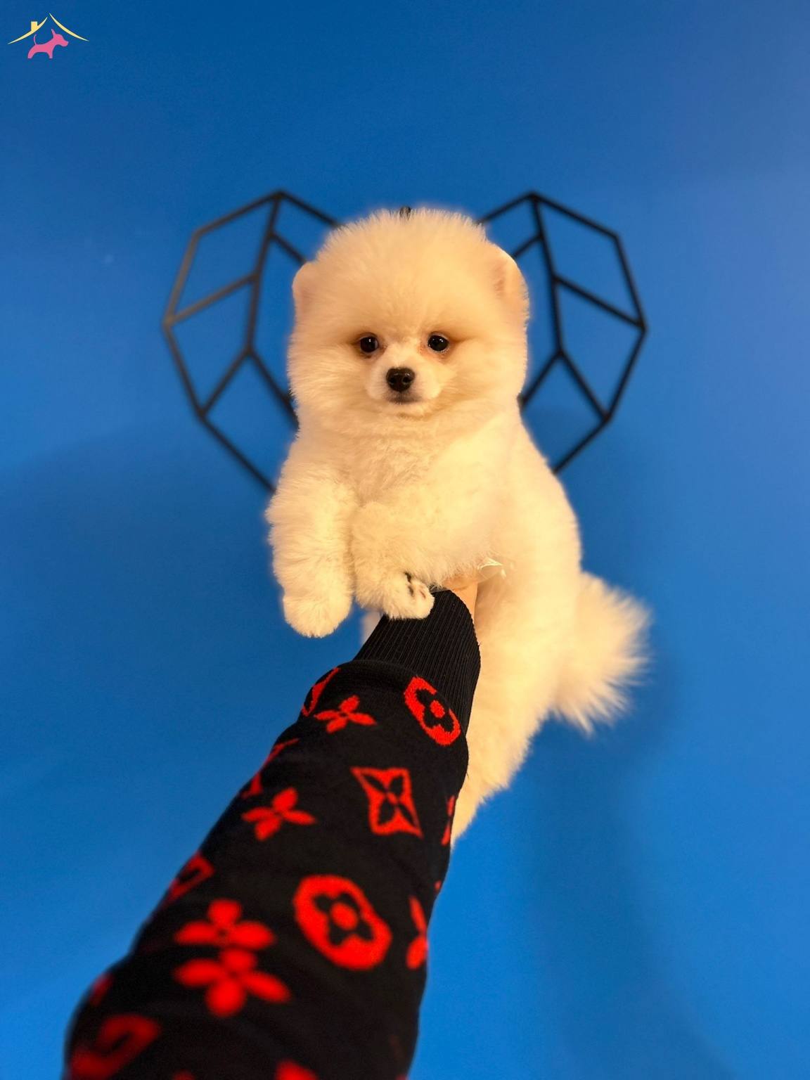 Irk Garantili Pomeranian Boo Bebekler