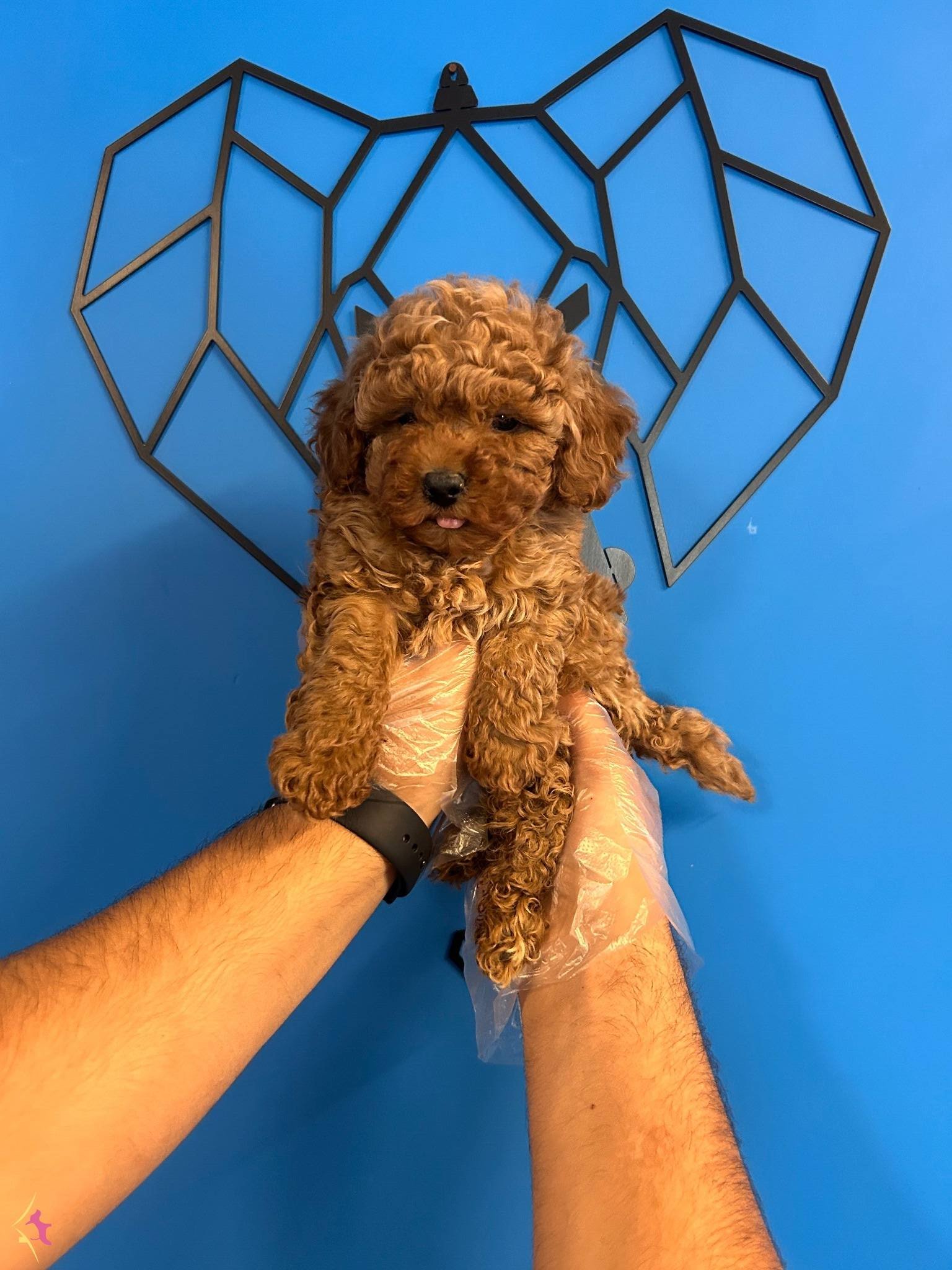Yumusacik Tuylu Toy Poodle Bebekler