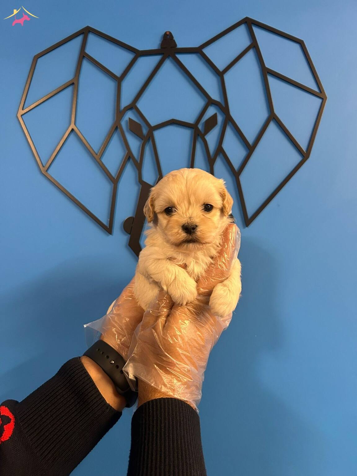 Tam Bir Sevgi Topu Sevimli Ve Oyuncu Maltipoo Bebekler